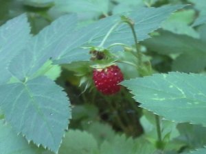 20150704_073745.jpg másolata