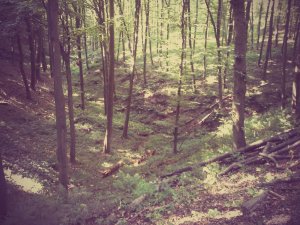 20150704_081315~2.jpg másolata