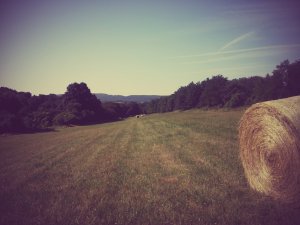 20150704_091552~2.jpg másolata