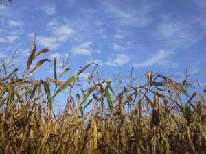 02 kukorica