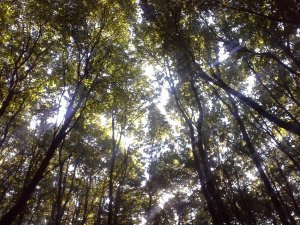 18 GYÖNYÖRŰ ERDŐŐŐŐ