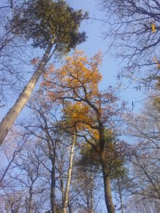 02 faszépségek ősszel