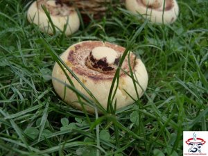 01 Édes-gomba2-600x450