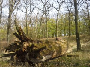 06 kidőlt avasi tölgy