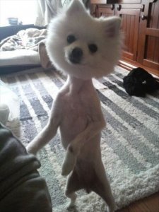 shaved_white_dog