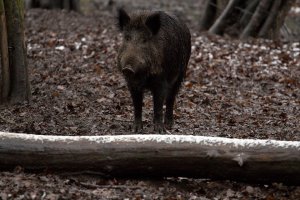 boar-657911_960_720