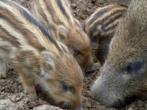 wild-boars-767981_960_720