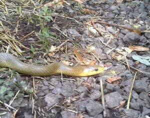 02 sikló lábatlan gyík